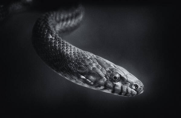 Everglades Art Print featuring the photograph Everglades Rat Snake M by Patrick Lynch