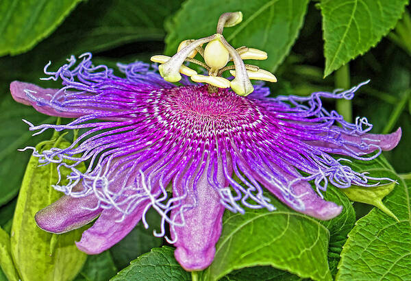Passion Flower Art Print featuring the photograph Exotic by Judy Vincent