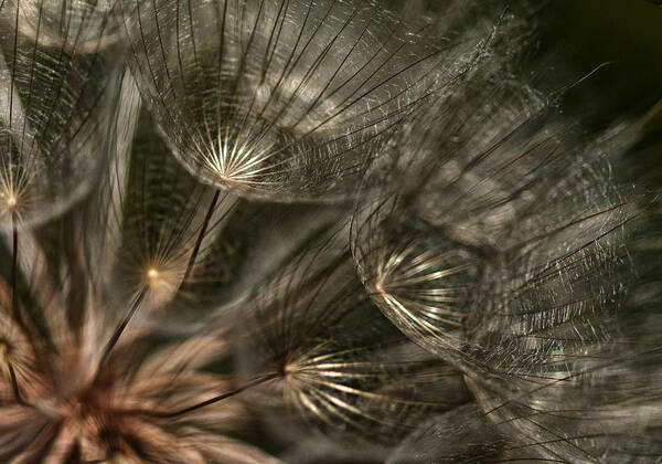 Dandelion Art Print featuring the photograph Explosion by Betty Depee