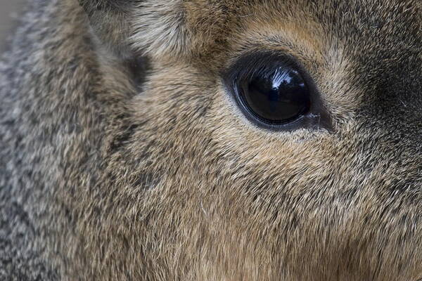 The Patagonian Mara Art Print featuring the photograph Eye of a Patagonian cavy in a zoo in the Netherlands by Ronald Jansen