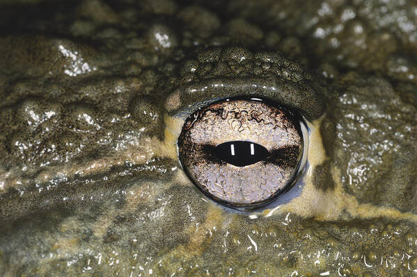 African Bull Frog Art Print featuring the photograph Eye Of The African Bullfrog by Karl H. Switak