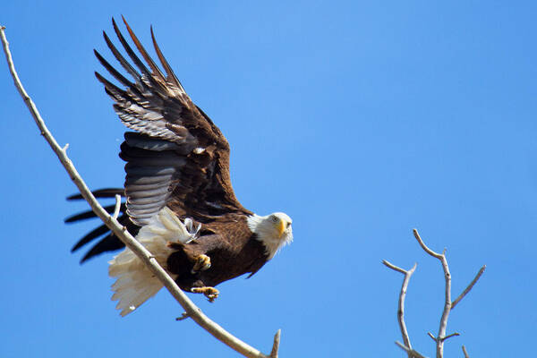 Soaring Art Print featuring the photograph Eye of the Eagle by Jim Garrison