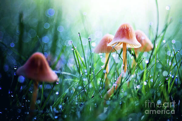 Mushroom Art Print featuring the photograph Fairytopia by Sylvia Cook