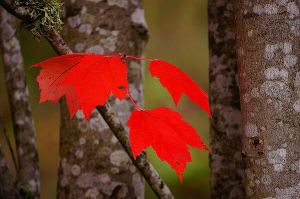 Autumn Art Print featuring the photograph Fall Aflame by Ronda Broatch