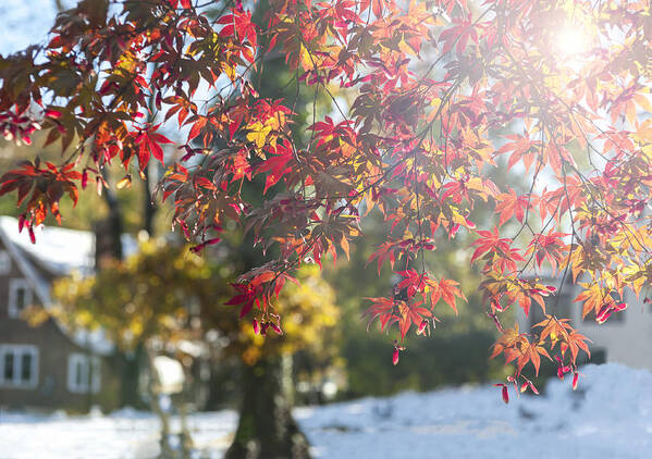 Fall Art Print featuring the photograph Fall Color and Early Snow I by Marianne Campolongo