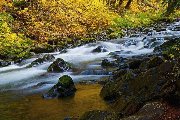 Solduc Waterfall In Autumn Art Print featuring the photograph Fall color in Sol Duc River by Hisao Mogi