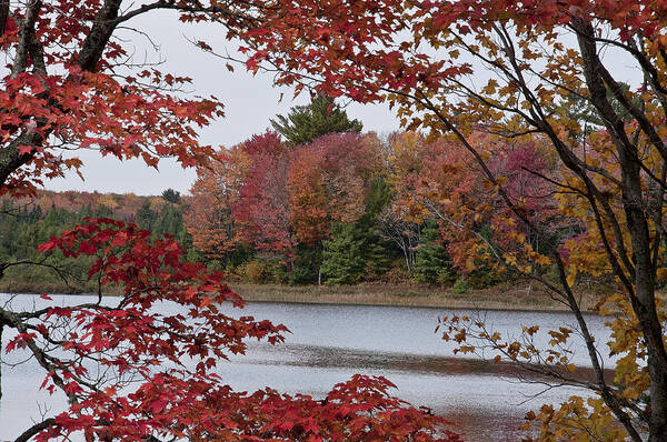 Otter Lake Campground Art Print featuring the photograph Fall Color by Russell Todd