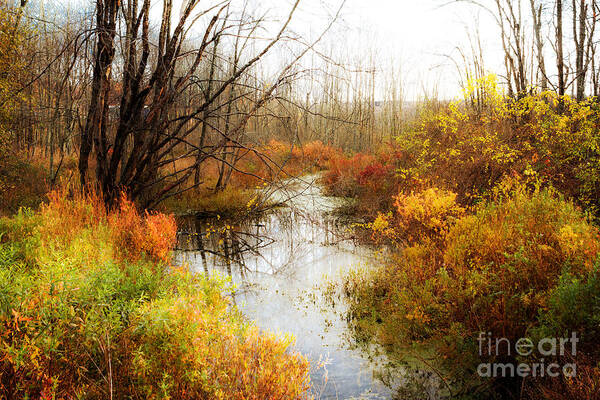 Landscape Art Print featuring the photograph Fall Colors by A New Focus Photography