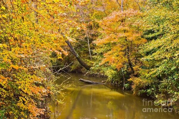 Michael Tidwell Photography Art Print featuring the photograph Fall Creek Foliage by Michael Tidwell