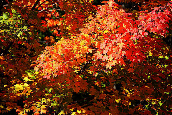 Autumn Art Print featuring the photograph Fall Foliage Colors 21 by Metro DC Photography