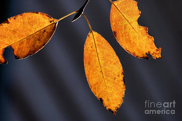Fall Leaves Art Print featuring the photograph Fall Glories by Stan Reckard