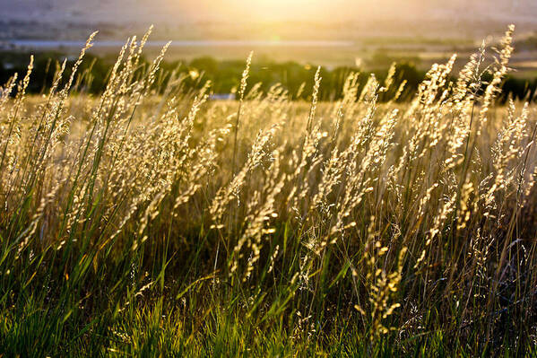 Fall Grass Art Print featuring the photograph Fall Glow by Juli Ellen