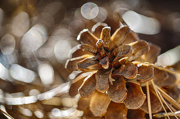 Pinecone Art Print featuring the photograph Fall Hike Up Humber by Scott Campbell