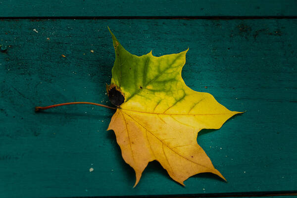 Conway Art Print featuring the photograph Fall leaf by SAURAVphoto Online Store