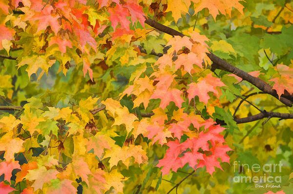 Fall Leaves Art Print featuring the photograph Fall leaves maple tree by Dan Friend