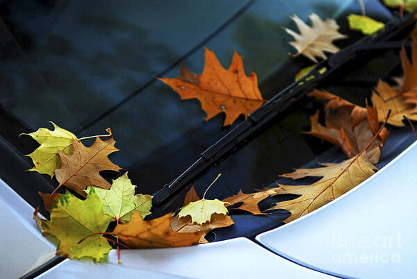 Autumn Art Print featuring the photograph Fall leaves on a car by Elena Elisseeva