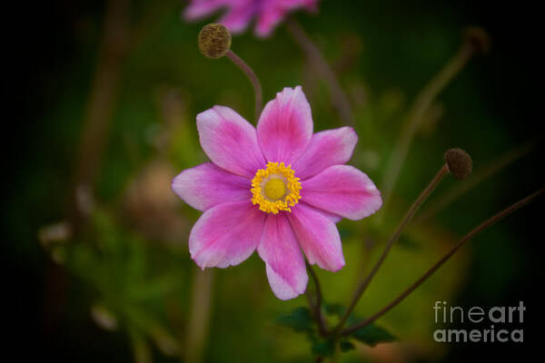 Daisy Art Print featuring the photograph Fall Pink Daisy by William Norton