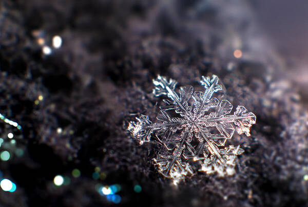 Snowflake Art Print featuring the photograph Fallen Beauty by Rob Blair