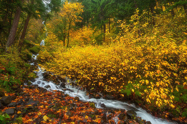 Columbia River Gorge Art Print featuring the photograph Falling For Fall by Darren White