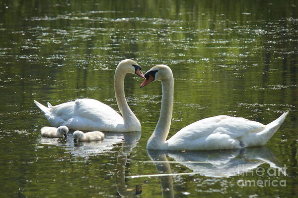 Swans Art Print featuring the photograph Family Love by Amazing Jules