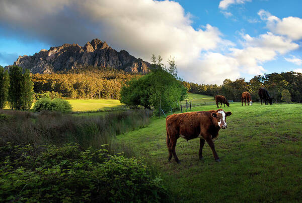 Scenics Art Print featuring the photograph Farming At Tasmania by Atomiczen