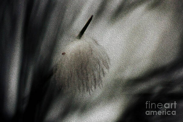 Feather Art Print featuring the photograph Feather by Cassandra Buckley