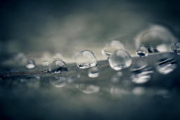 Droplet Art Print featuring the photograph Feather Doplets by Shane Holsclaw