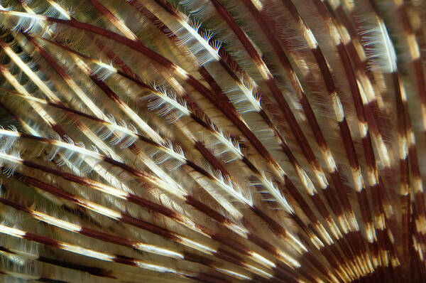 Worm Art Print featuring the photograph Feather Duster Worm Abstract by Nigel Downer
