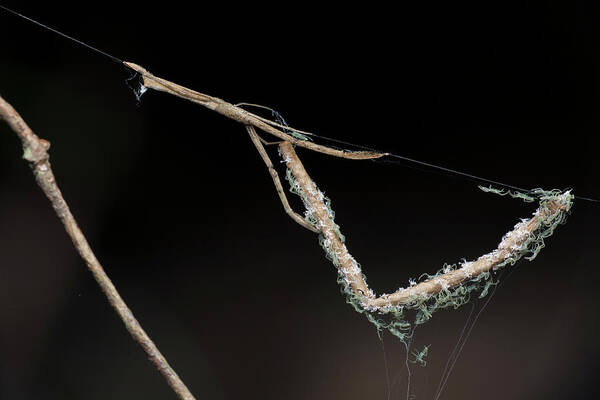 Feather-legged Spider Art Print featuring the photograph Feather-legged Spider And Spiderlings by Melvyn Yeo