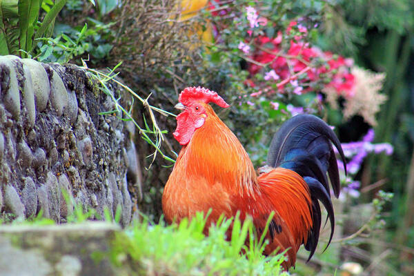 Rooster Art Print featuring the photograph feathered alarm II by Lily K
