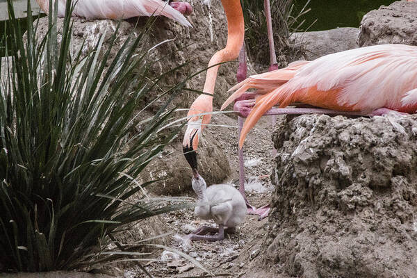 Flamingos Art Print featuring the digital art Feeding The Baby by Photographic Art by Russel Ray Photos