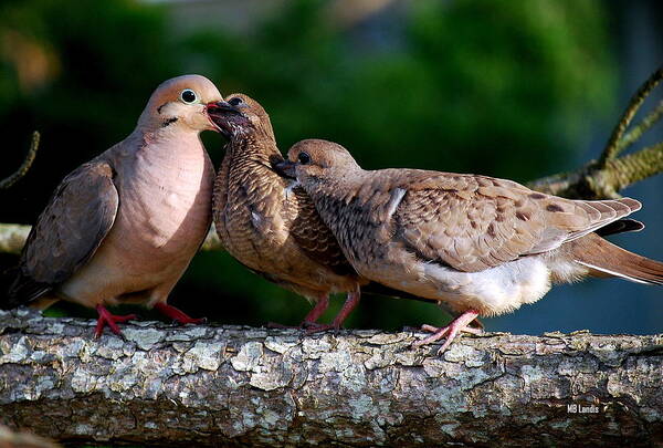 Doves Art Print featuring the photograph Feeding Twin Mourning Doves by Mary Beth Landis
