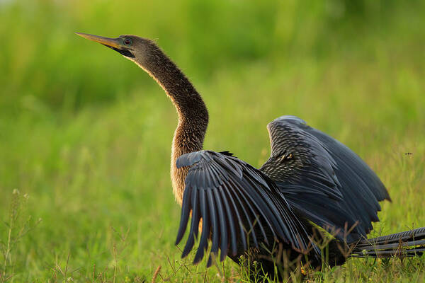 Anhinga Art Print featuring the photograph Female Anhinga Drying Out Wings by Maresa Pryor