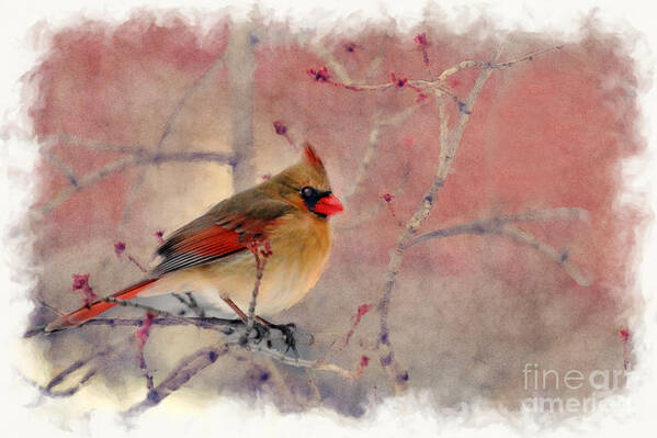 Bird Art Print featuring the photograph Female cardinal portrait by Dan Friend