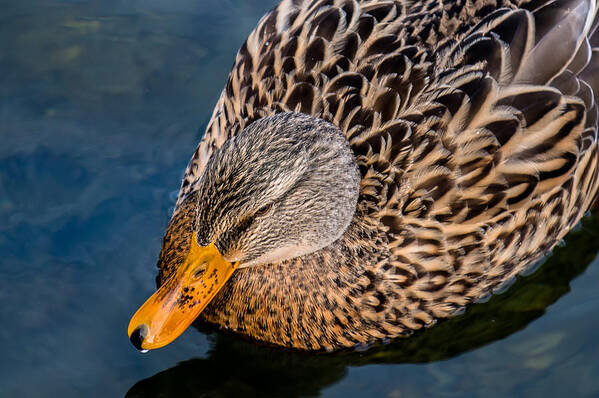 Duck Art Print featuring the photograph Female Duck by Andreas Berthold