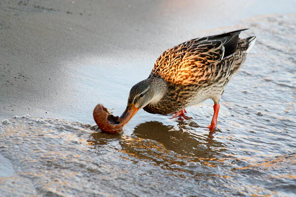 Mallard Duck Art Print featuring the photograph Female Mallard Duck by Ann Murphy