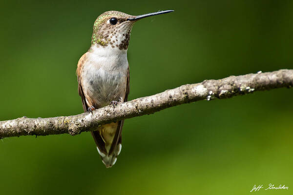 Adult Art Print featuring the photograph Female Rufous Hummingbird in a Tree by Jeff Goulden