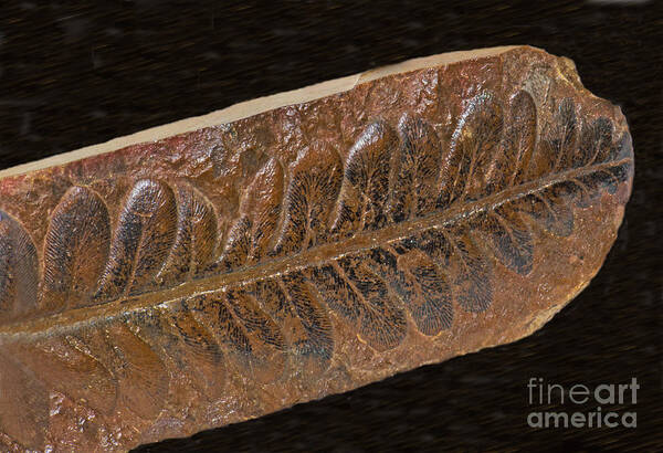 Nature Art Print featuring the photograph Fern Leaf Fossil by Millard H. Sharp
