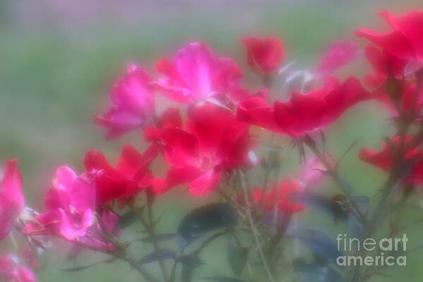 Floral Art Print featuring the photograph Field of Roses by Mary Lou Chmura