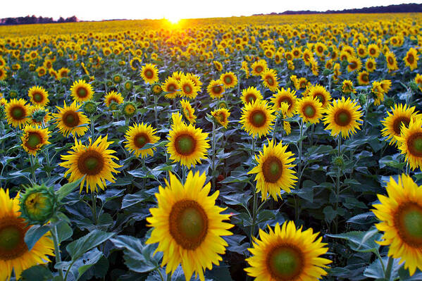 Color Images Art Print featuring the photograph Field Of Sunflowers by Ian Taylor