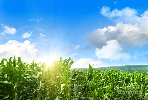 Agricultural Art Print featuring the photograph Field of young corn growing against blue sky by Sandra Cunningham
