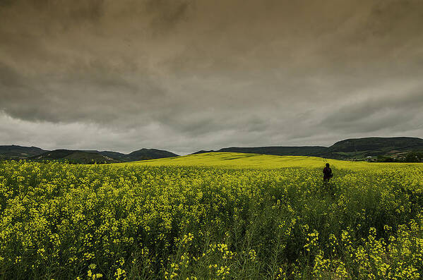 Tranquility Art Print featuring the photograph Fields Of Rape by My Way