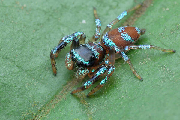 One Art Print featuring the photograph Fighting Spider by Melvyn Yeo/science Photo Library