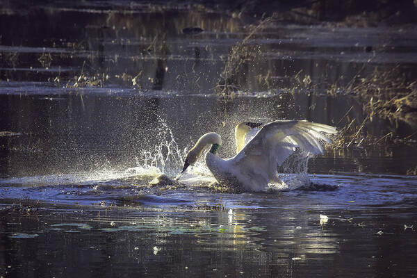 Trumpeter Swans Art Print featuring the photograph Fighting Swans Boxley Mill Pond by Michael Dougherty