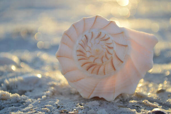 Seashell Art Print featuring the photograph Fill Your Soul by Melanie Moraga