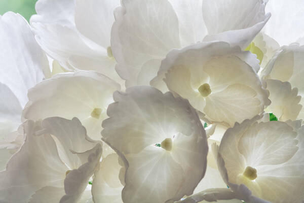 Hydrangea Art Print featuring the photograph Filtered Light by Shirley Mitchell