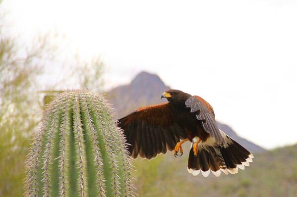 Arizona Art Print featuring the photograph Final Approach by Hans Brakob