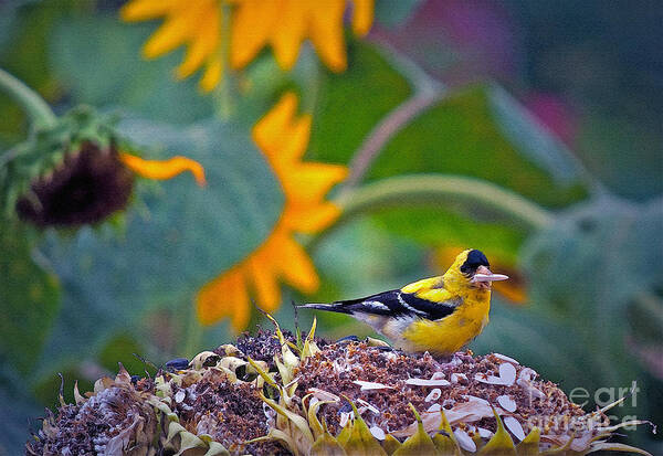 Sunflower Art Print featuring the photograph Finch Feast by Gwyn Newcombe