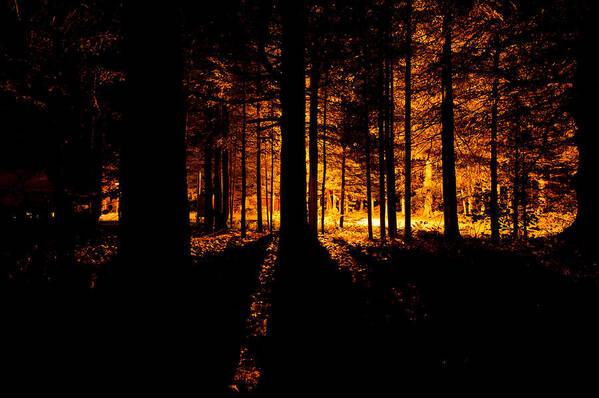 Back Art Print featuring the photograph Fir trees back lit by U Schade