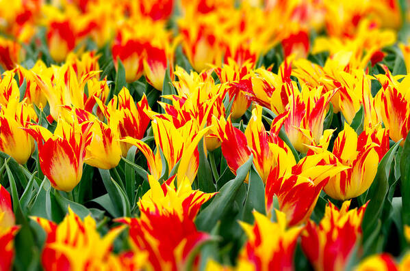 Tulips Art Print featuring the photograph Fire Tulips by Gavin Baker